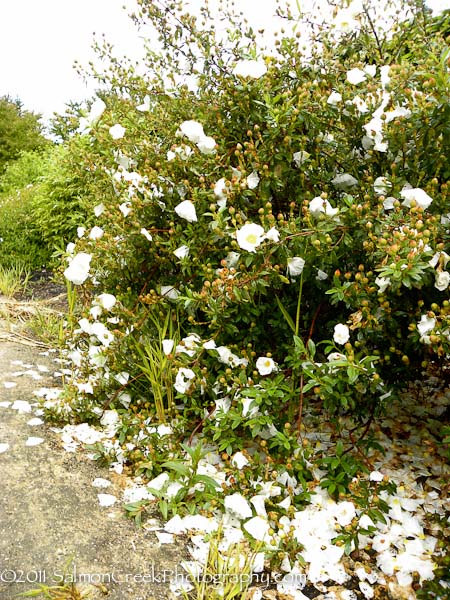 Cistus ladanifer ‘Bennett’s White’