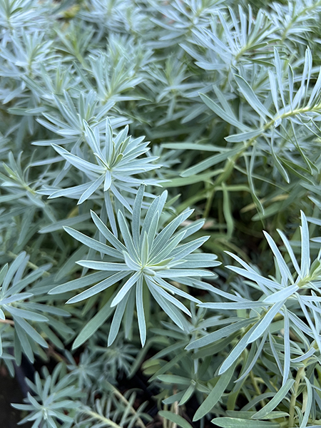 Euphorbia ‘Copton Ash’