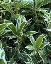 <i>Pieris japonica</i> ‘Variegata’