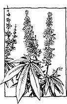 <i>Vitex agnus-castus</i> ‘Pink Pinnacle™’
